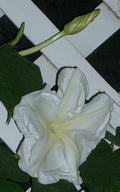 Moonflower, 2003
