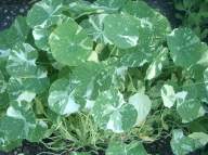 Alaska Nasturtiums, 2007