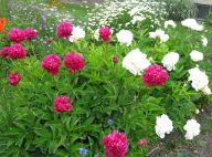 Peonies, 2008
