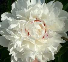 Festive Maxima peony, June 14, 2003