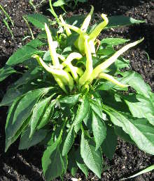 Medusa Pepper, June 2013