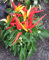 Medusa Pepper, August 2013