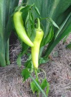 Banana Peppers, 2009