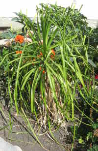 Ponytail Palm, 2011