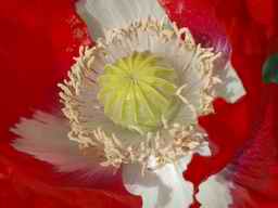 Closeup of Danebrog Laced Poppy