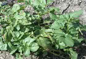Potato, 2003