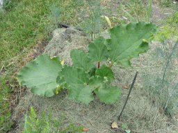 Rhubarb, 2010