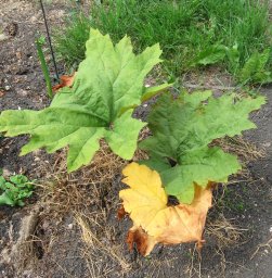 Ornamental Rhubarb