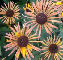 Chim Chiminee Rudbeckia, 2003