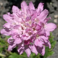 Scabiosa flower, 2003