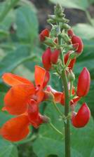 Scarlet Runner Flower, 2003