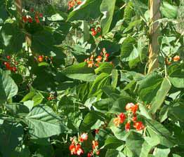 Scarlet Runner Bean