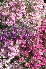 Schizanthus