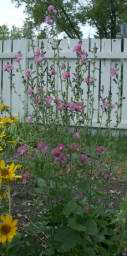 Prairie Mallow, 2003