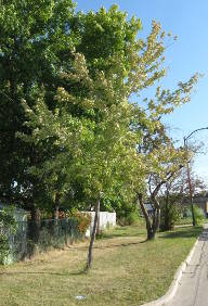 Silver Maple, 2013