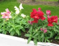 Chimes Snapdragons, 2008