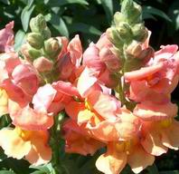 Madame Butterfly Snapdragons, 2003