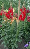 Rocket Snapdragons, 2003