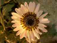 Zulu Prince Venidium, 2004