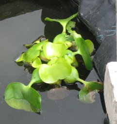 Water Hyacinth