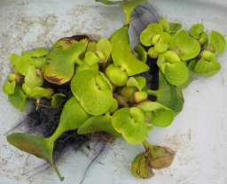Water Hyacinth